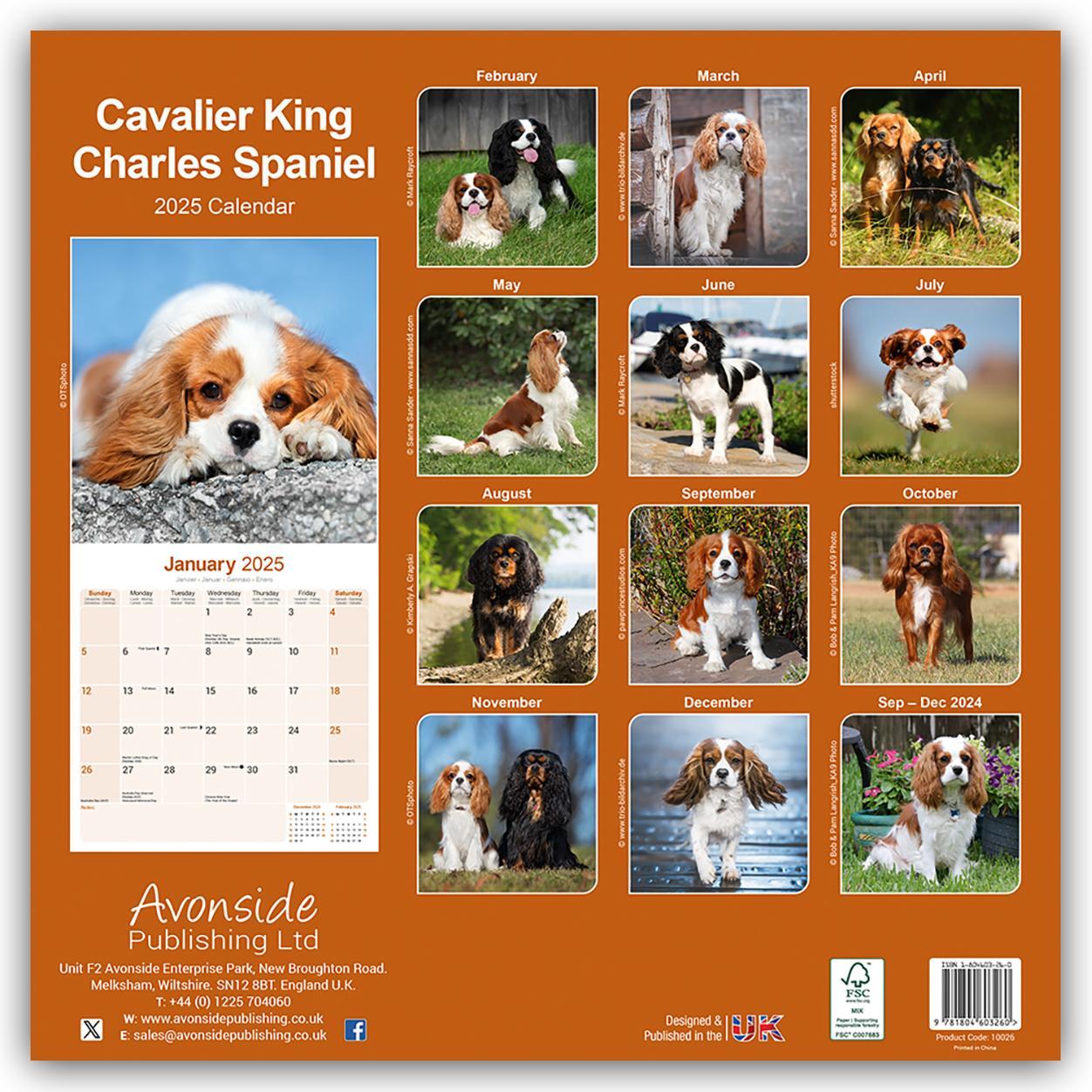 Rückseite: 9781804603260 | Cavalier King Charles Spaniel 2025 - 16-Monatskalender | Ltd | 13 S.