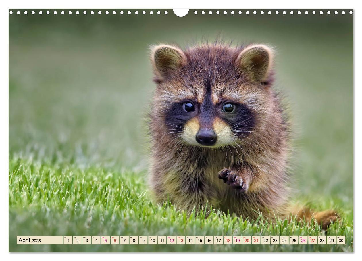 Bild: 9783435334735 | Waschbär - Niedlicher Allesfresser (Wandkalender 2025 DIN A3 quer),...