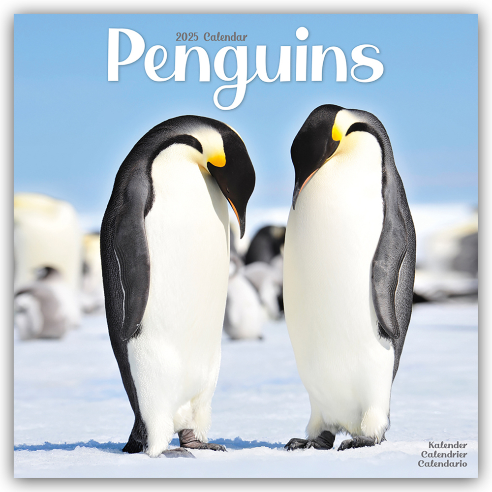 Cover: 9781804604441 | Penguins - Pinguine 2025 - 16-Monatskalender | Avonside Publishing Ltd