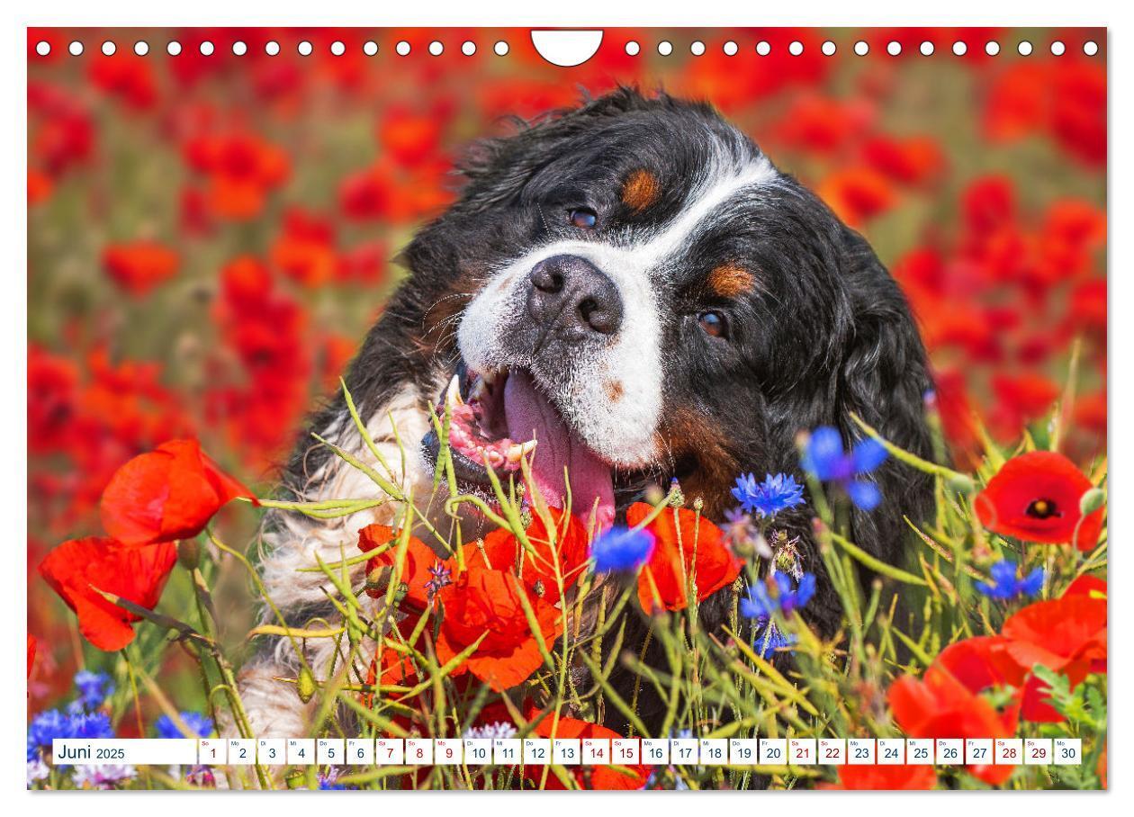 Bild: 9783435050321 | Berner Sennenhund - Ein Traum auf vier Pfoten (Wandkalender 2025...