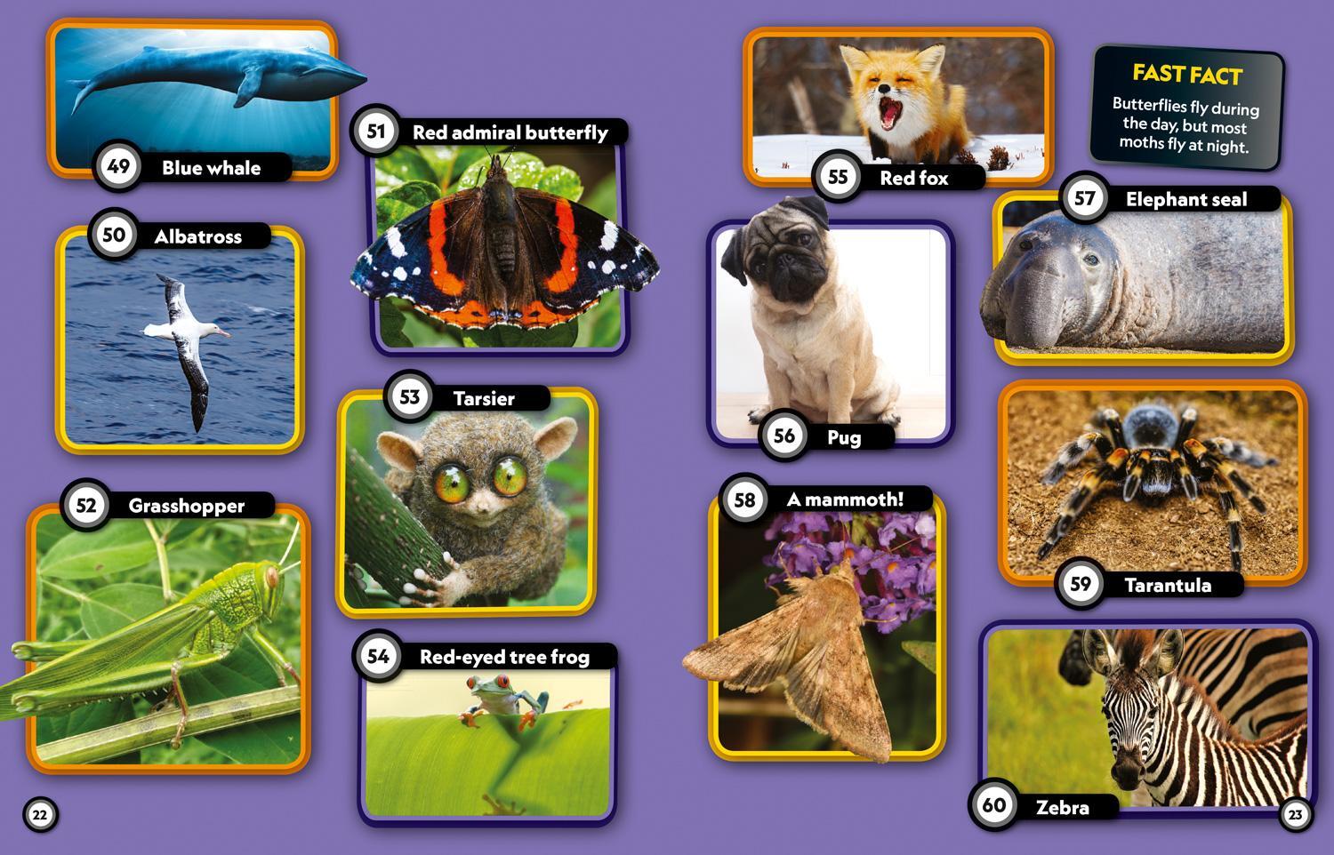 Bild: 9780008480158 | Animal Riddles Book | 300 Fun Riddles and Brain-Teasers | Kids | Buch