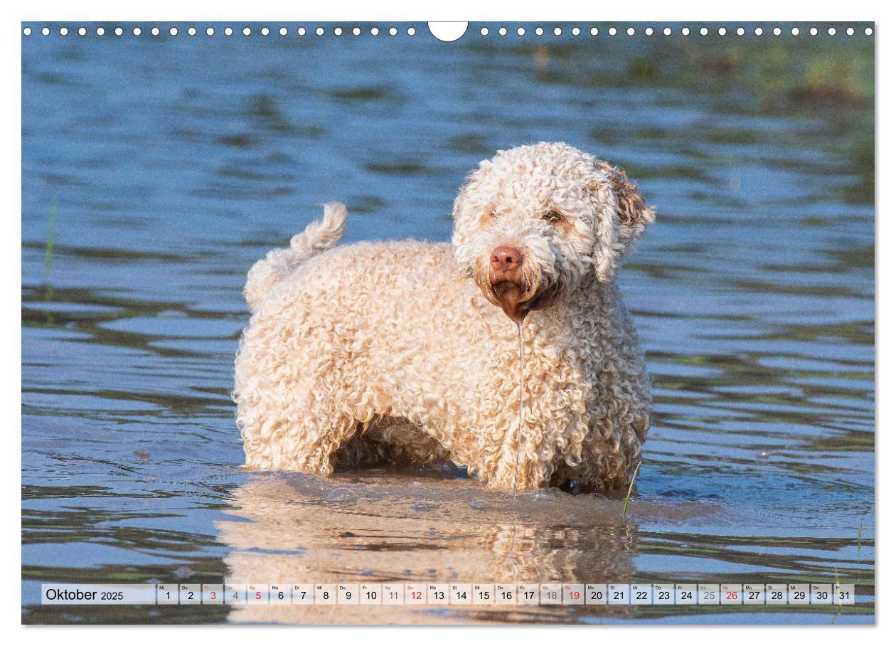 Bild: 9783435312399 | Lagotto Romagnolo - Ein Hund zum Verlieben (Wandkalender 2025 DIN...