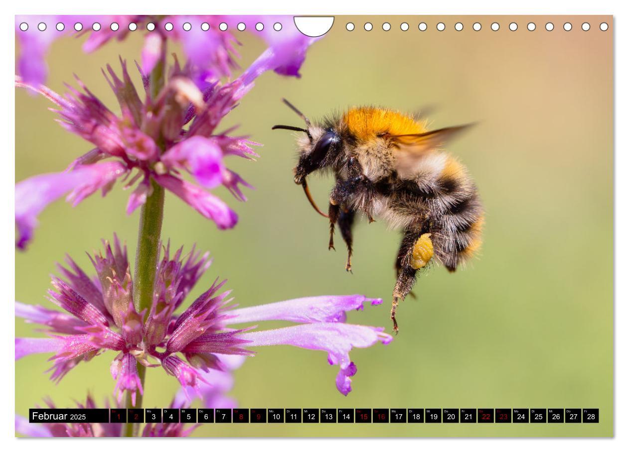 Bild: 9783383839030 | Hummeln - Flugaufnahmen eines faszinierenden Insekts (Wandkalender...