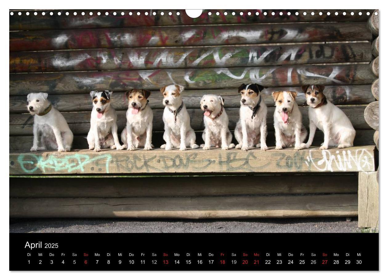 Bild: 9783435517787 | The Bravehearts und Freunde - Parson Russells (Wandkalender 2025...