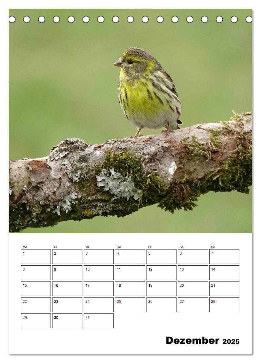 Bild: 9783457041031 | Amsel, Drossel, Fink und Star - beobachtet (Tischkalender 2025 DIN...