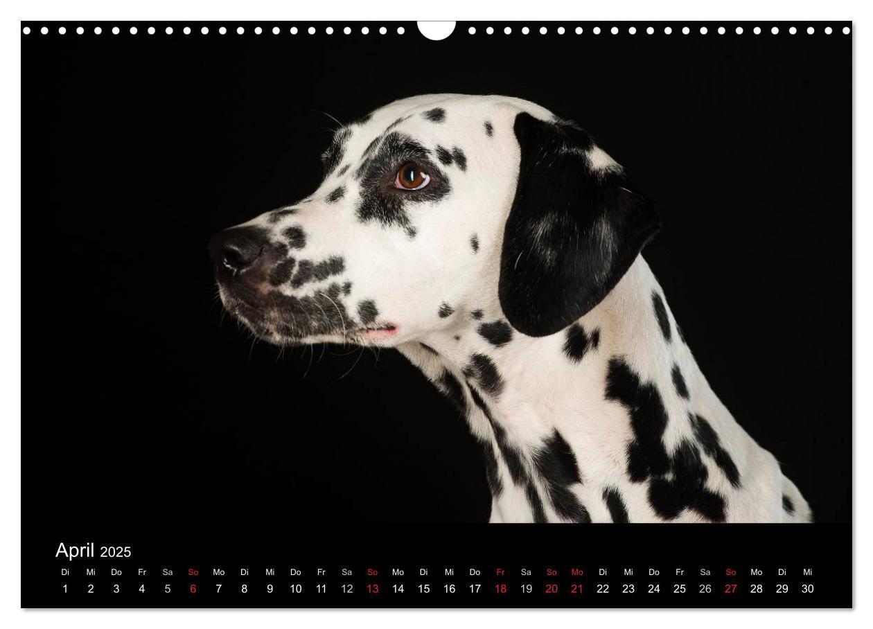 Bild: 9783435742219 | Dogs (Wandkalender 2025 DIN A3 quer), CALVENDO Monatskalender | Noack