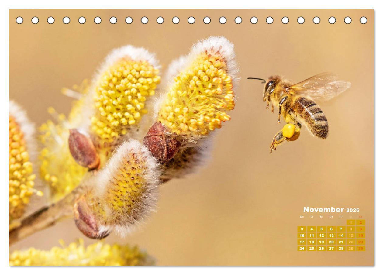 Bild: 9783435124435 | Ein Leben für den Honig - Bienen und Imker (Tischkalender 2025 DIN...