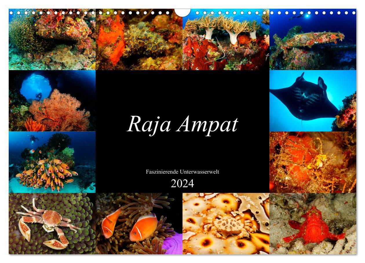 Cover: 9783383183416 | Raja Ampat - Faszinierende Unterwasserwelt (Wandkalender 2024 DIN...