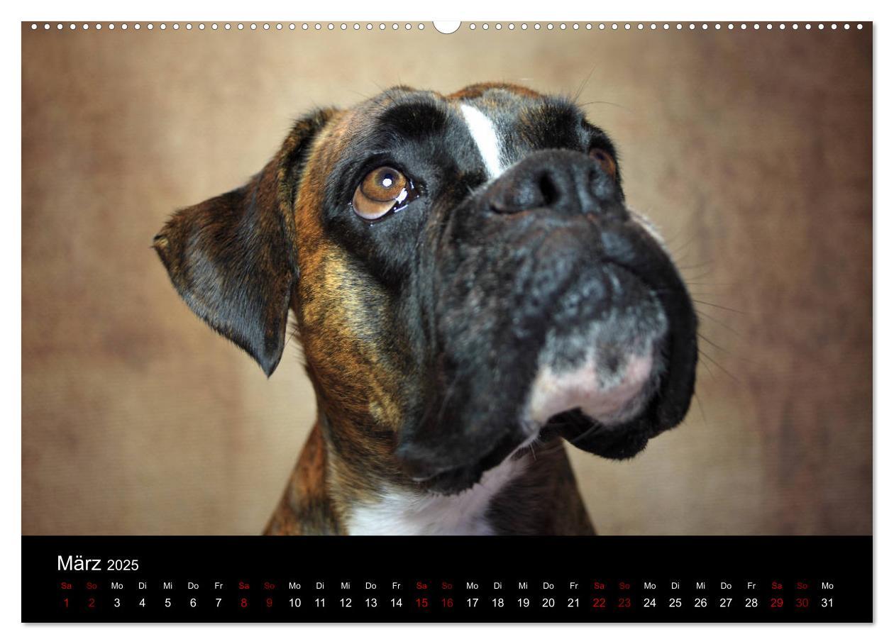 Bild: 9783435435876 | Liebenswerte Boxer (Wandkalender 2025 DIN A2 quer), CALVENDO...