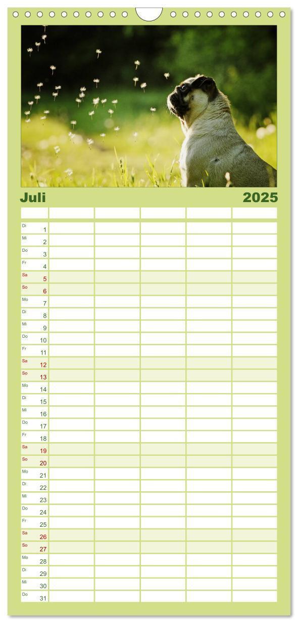 Bild: 9783457119709 | Familienplaner 2025 - Der MOPS-Kalender mit 5 Spalten...