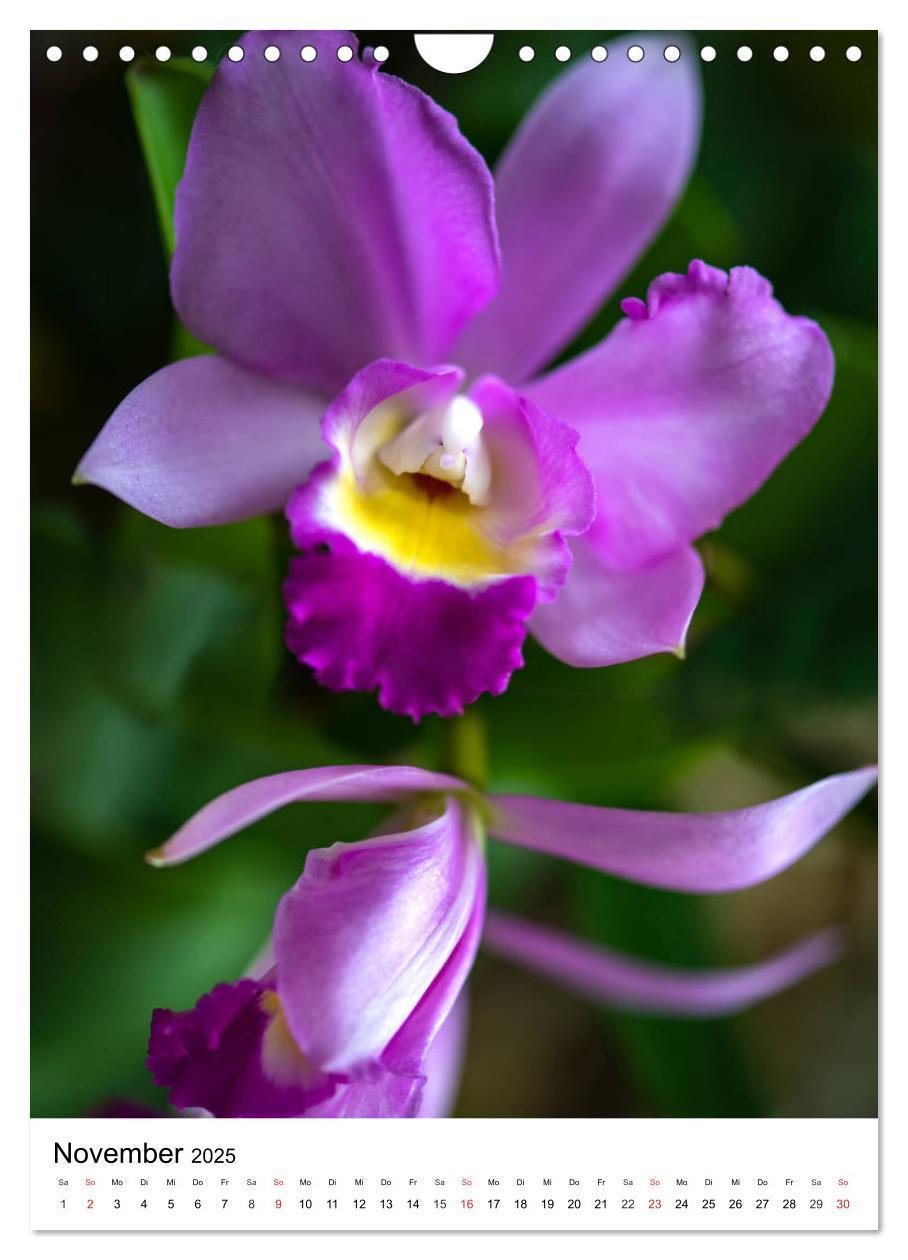 Bild: 9783435961290 | Orchideen (Wandkalender 2025 DIN A4 hoch), CALVENDO Monatskalender