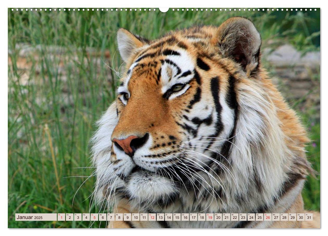 Bild: 9783435738168 | Tiger. Gestreift, wild u. schön (Wandkalender 2025 DIN A2 quer),...