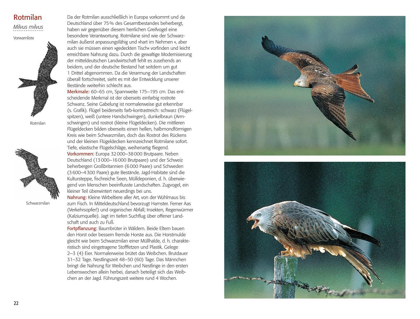 Bild: 9783835418981 | BLV Greifvögel &amp; Eulen | Alle Arten Mitteleuropas | Walther Thiede