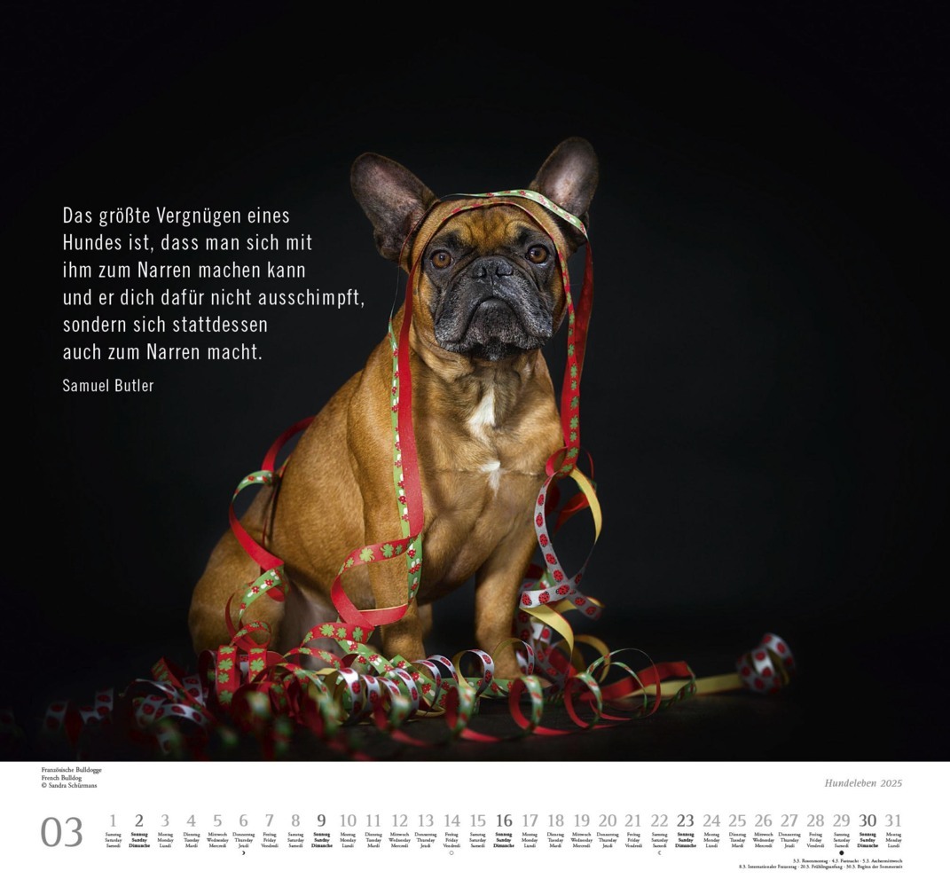 Bild: 4250809653365 | DUMONT - Hundeleben 2025 Wandkalender, 38x35,5cm,...