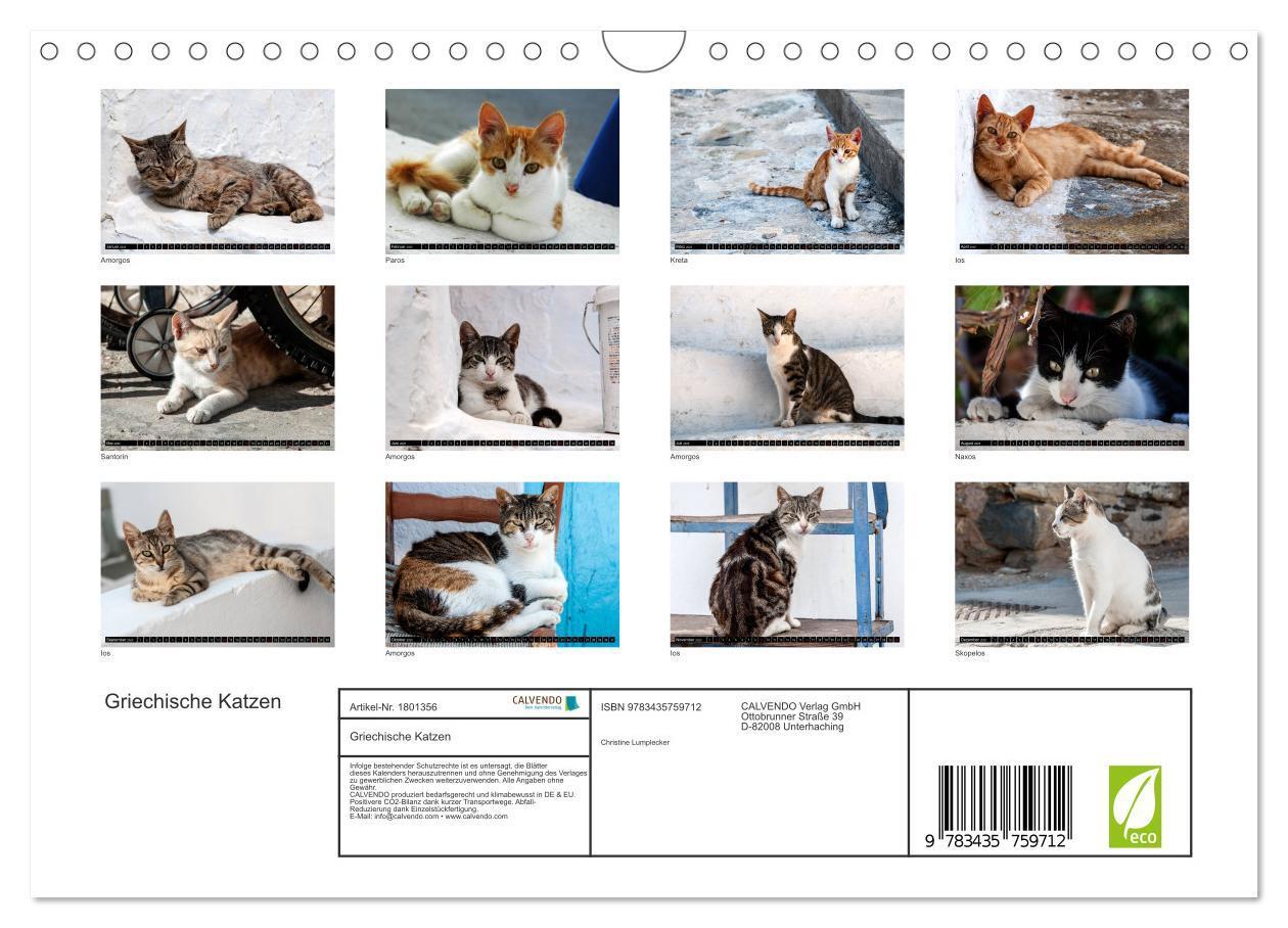 Bild: 9783435759712 | Griechische Katzen (Wandkalender 2025 DIN A4 quer), CALVENDO...