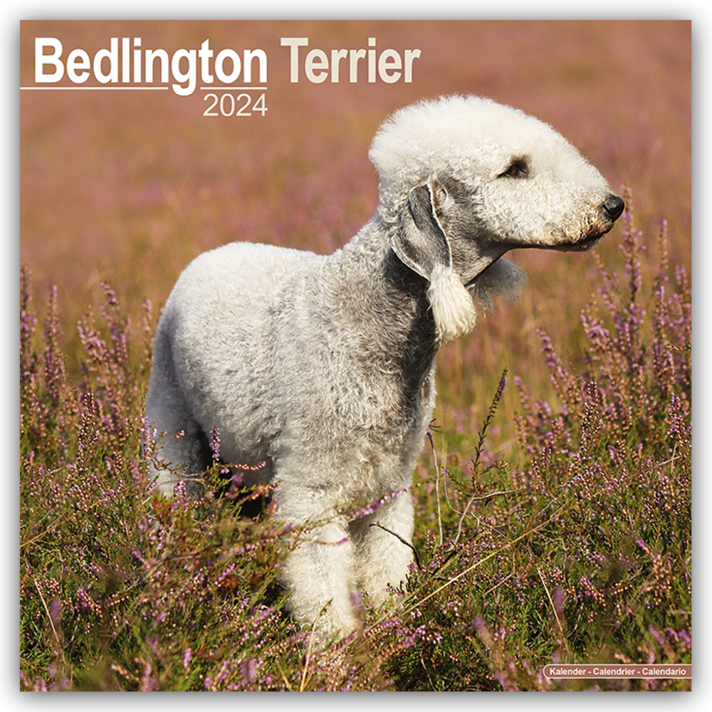 Cover: 9781804600122 | Bedlington Terrier 2024 - 16-Monatskalender | Avonside Publishing Ltd.