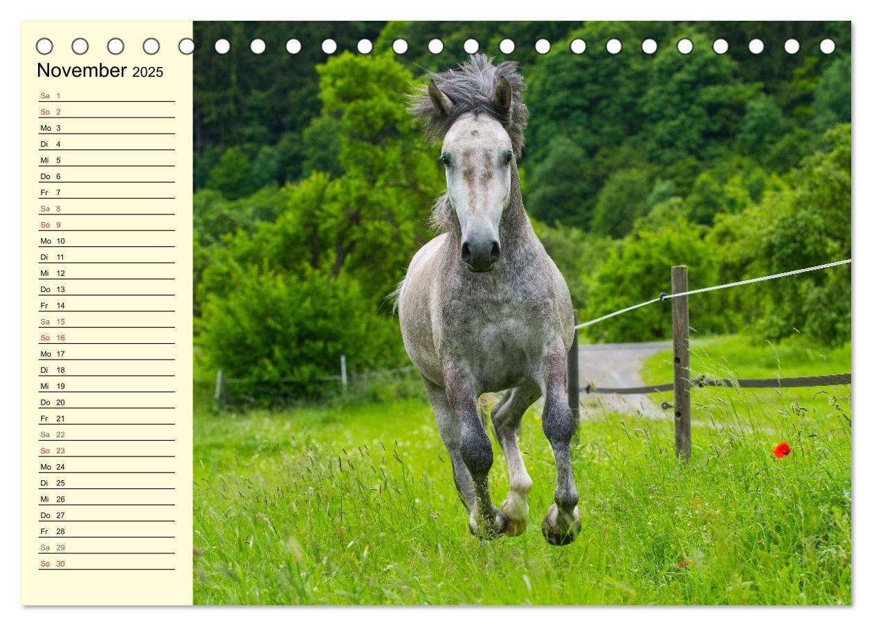 Bild: 9783435543991 | Traumpferd Lipizzaner (Tischkalender 2025 DIN A5 quer), CALVENDO...