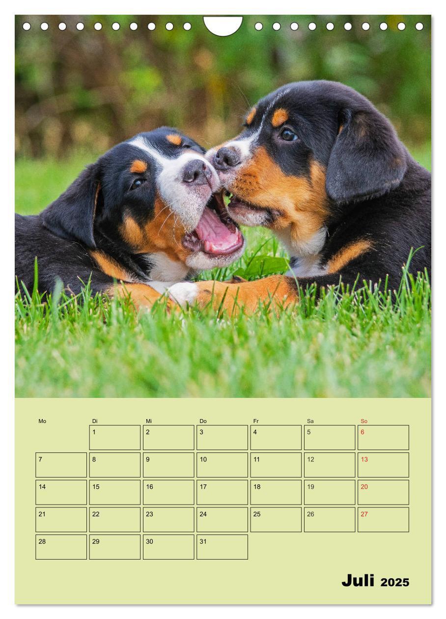 Bild: 9783435960323 | Familienplaner Großer Schweizer Sennenhund (Wandkalender 2025 DIN...