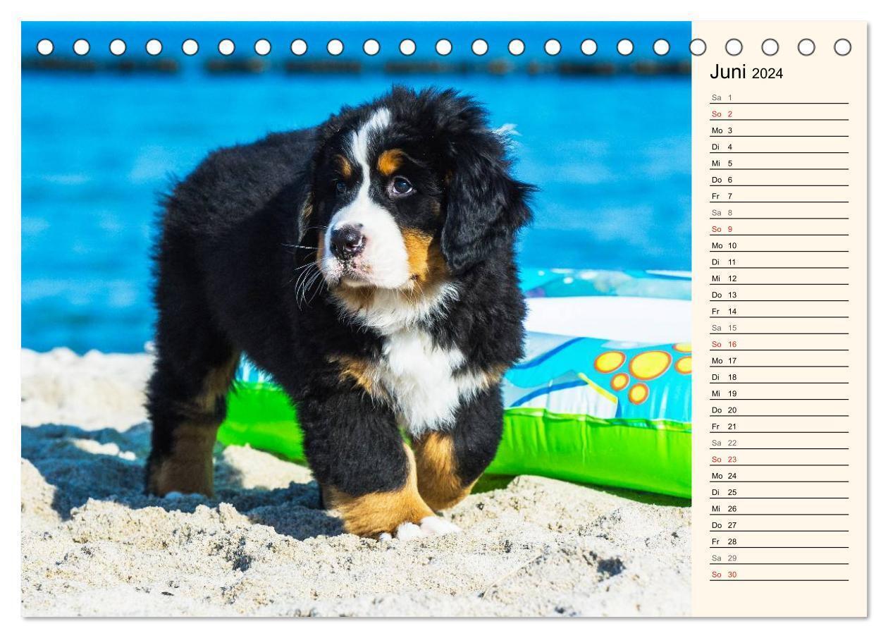 Bild: 9783675891173 | Seebärchen entdecken die Welt - Berner Sennenhunde (Tischkalender...