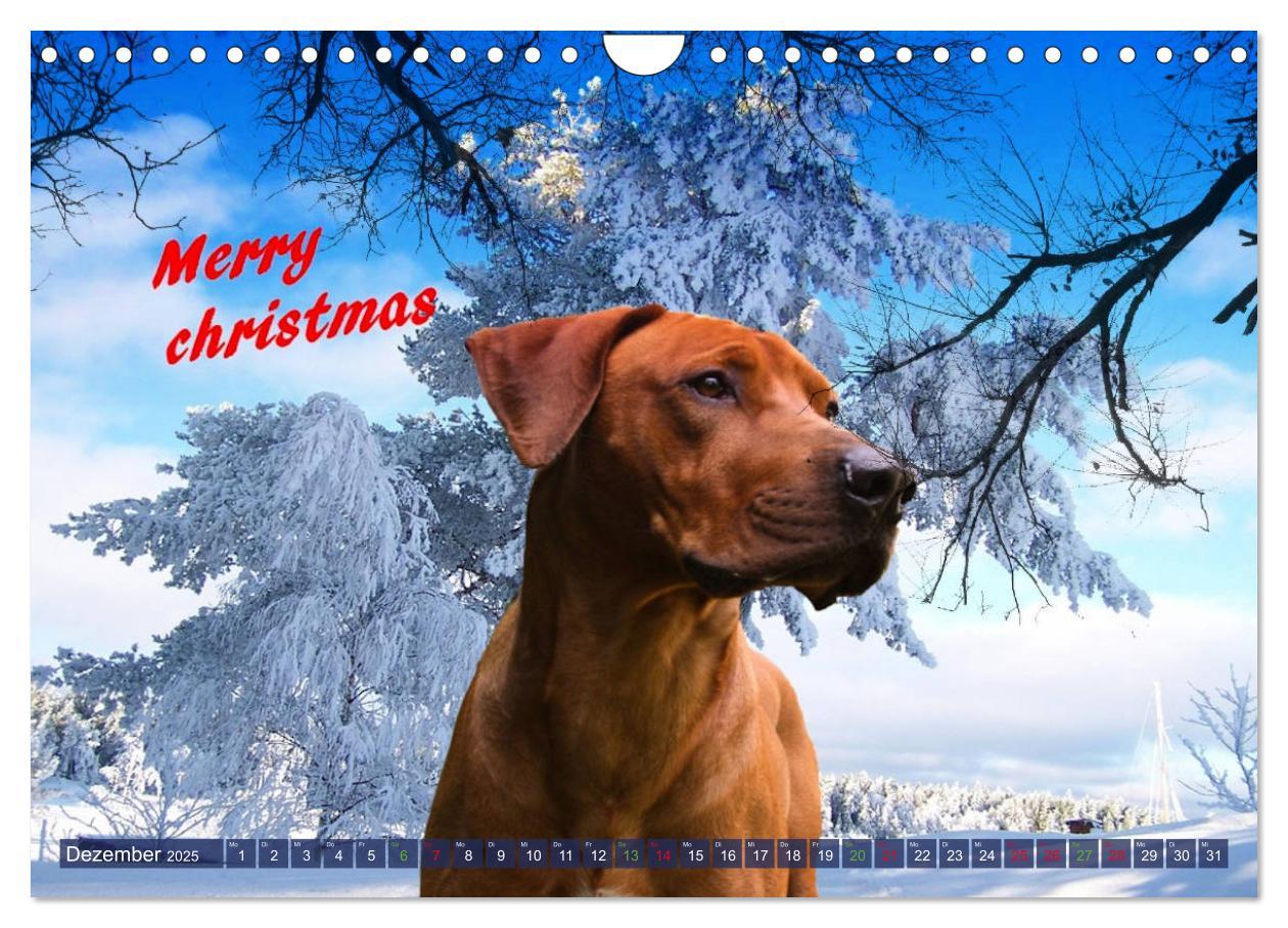 Bild: 9783435369614 | Rhodesian Ridgeback - Moments (Wandkalender 2025 DIN A4 quer),...