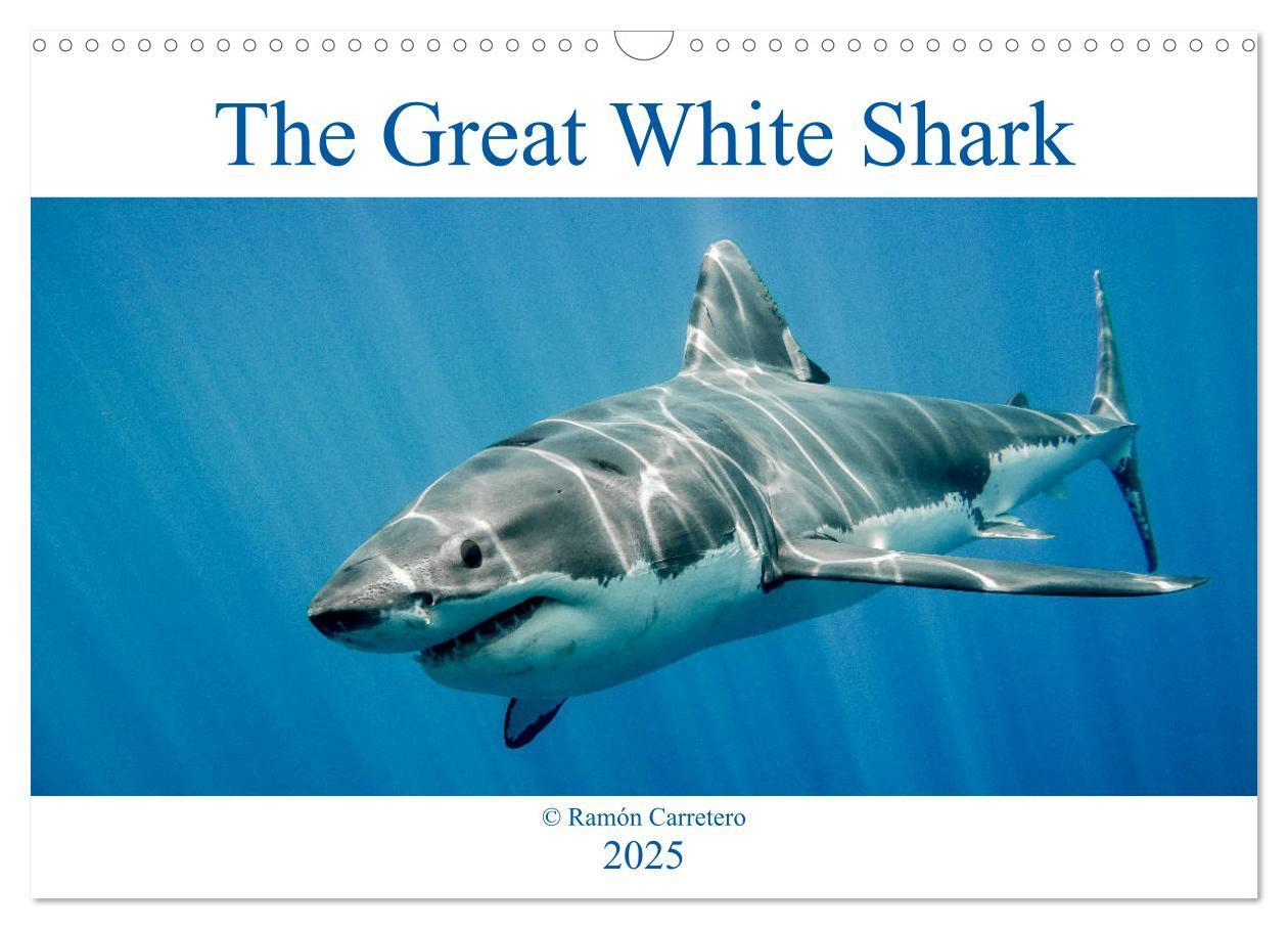 Cover: 9781325942909 | The Great White Shark: King of the Ocean (Wall Calendar 2025 DIN A3...