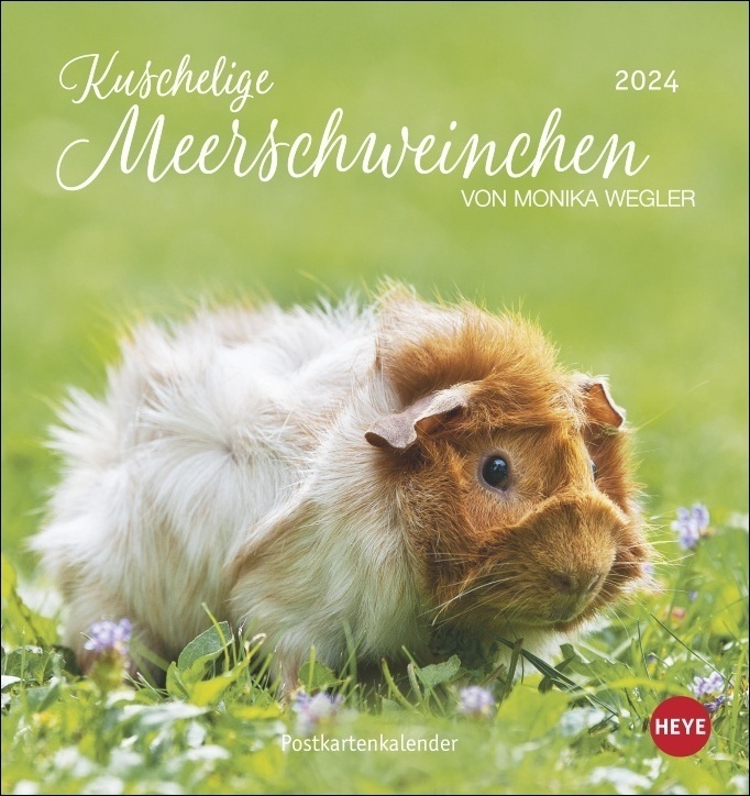 Cover: 9783756400614 | Kuschelige Meerschweinchen Postkartenkalender 2024 von Monika...