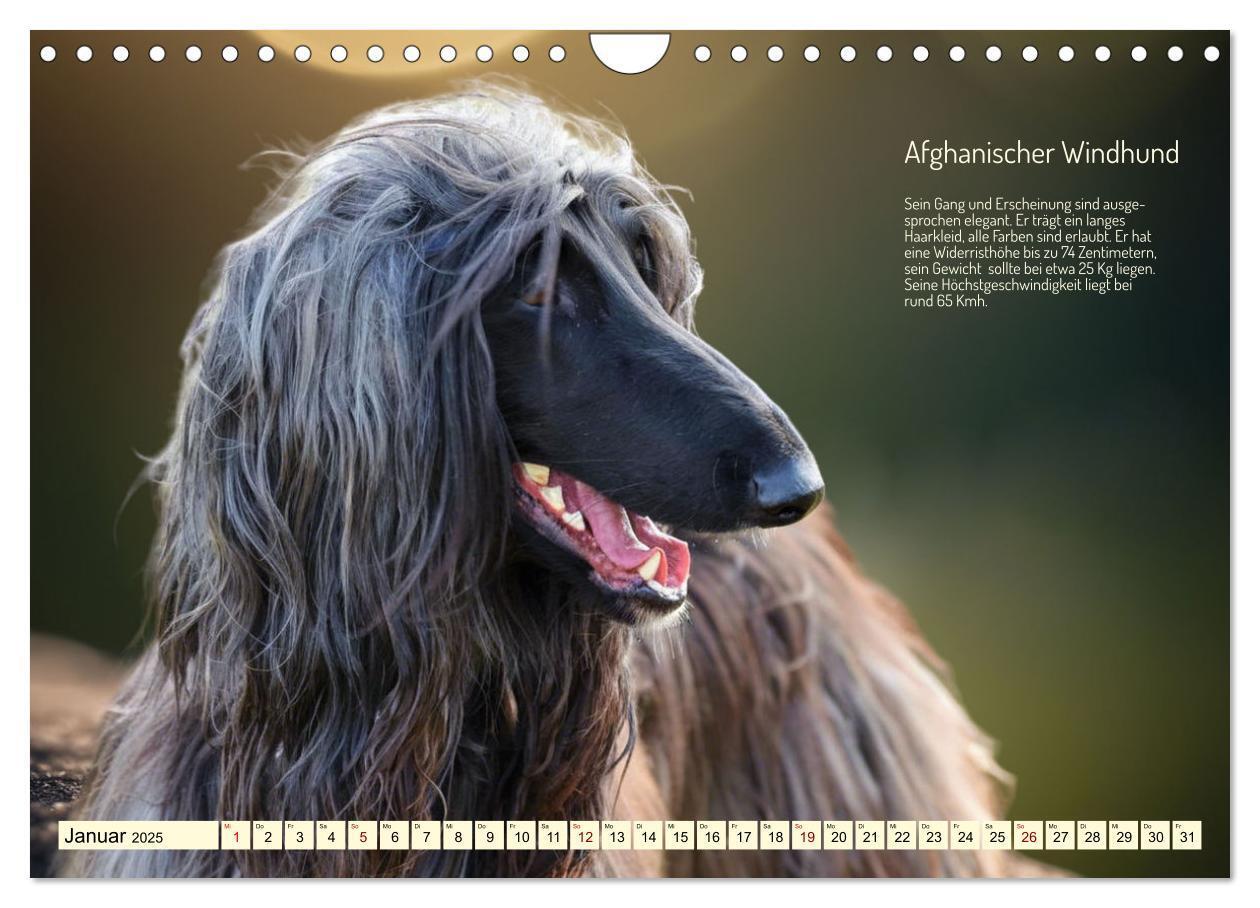 Bild: 9783457162057 | Windhunde im Portrait (Wandkalender 2025 DIN A4 quer), CALVENDO...