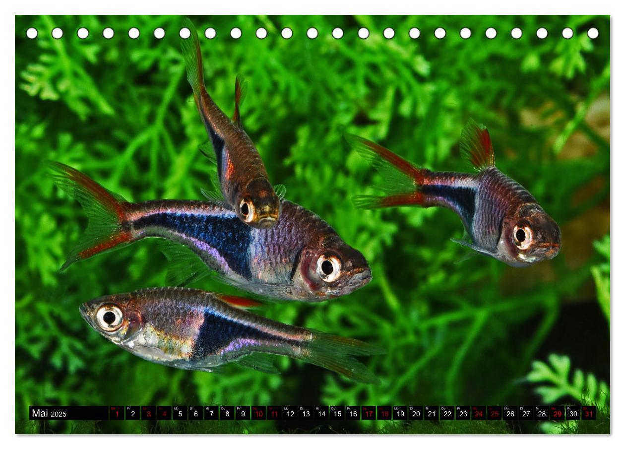 Bild: 9783383906275 | Beliebte Fische der Welt (Tischkalender 2025 DIN A5 quer), CALVENDO...