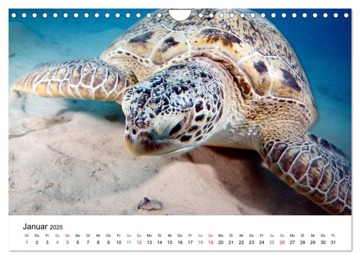 Bild: 9783435615681 | Highlights aus dem Meer - Tauchkalender (Wandkalender 2025 DIN A4...