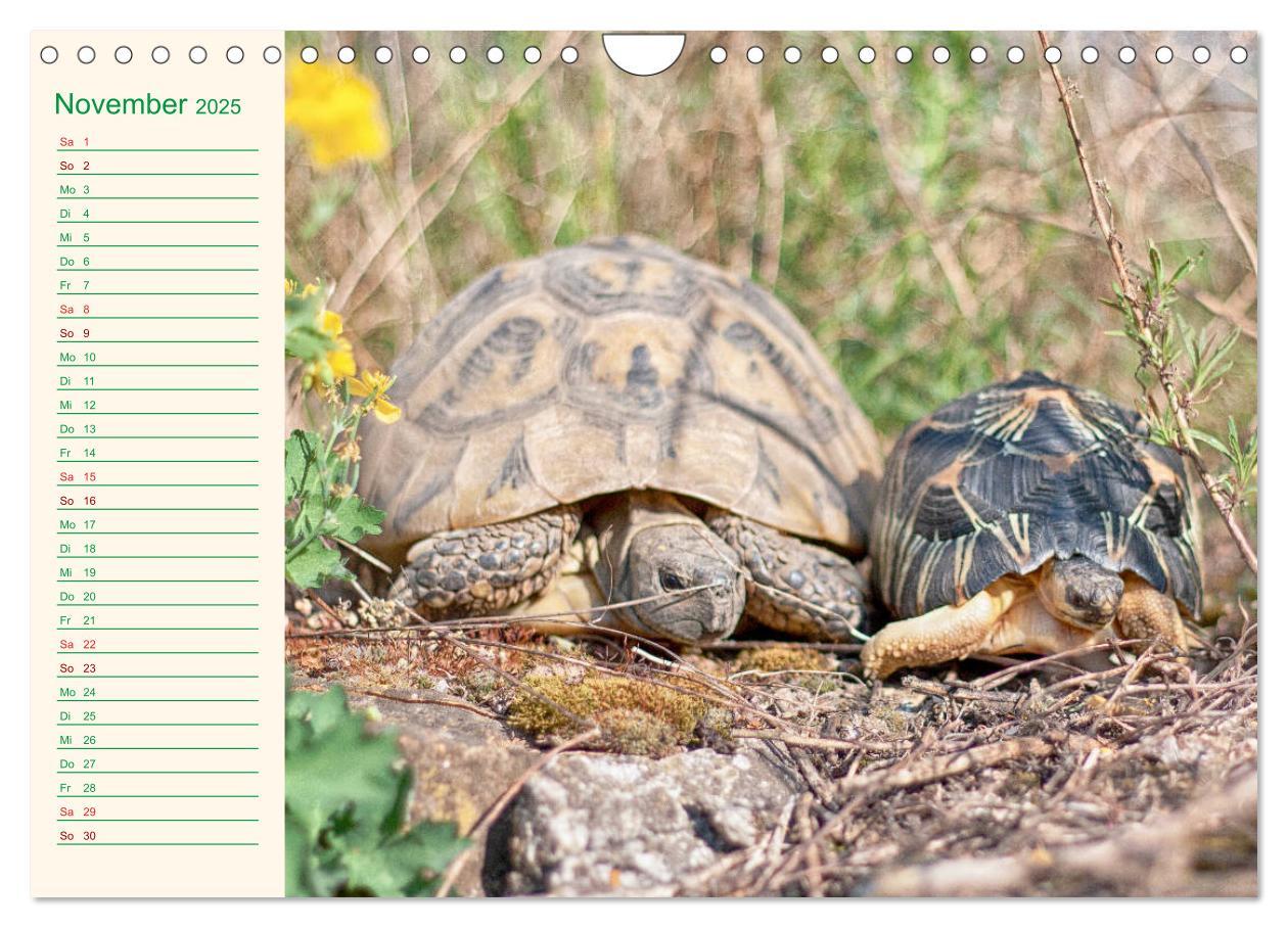 Bild: 9783435131983 | Meine Schildkröten - Geburtstagskalender (Wandkalender 2025 DIN A4...