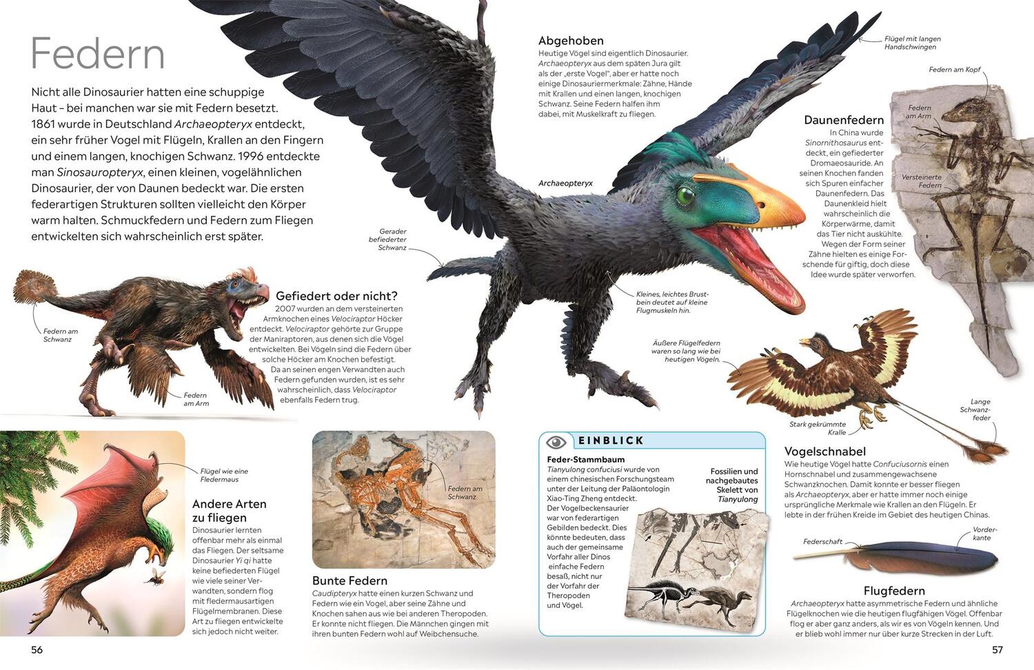 Bild: 9783831049042 | memo Wissen. Dinosaurier | David Lambert | Buch | 72 S. | Deutsch