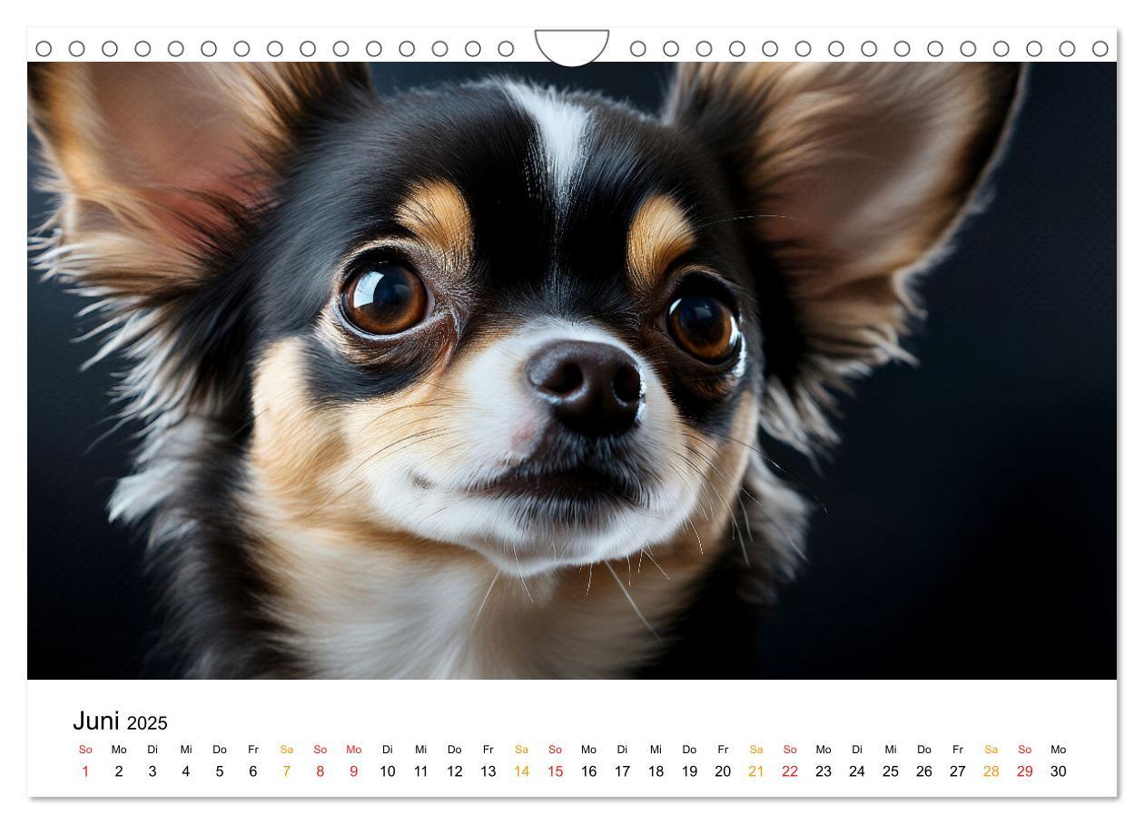 Bild: 9783457236932 | Chihuahua - kleine Energiebündel (Wandkalender 2025 DIN A4 quer),...