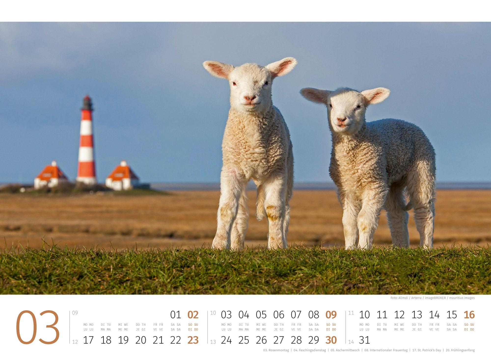 Bild: 9783838425887 | Schafe Kalender 2025 | Ackermann Kunstverlag | Kalender | 14 S. | 2025