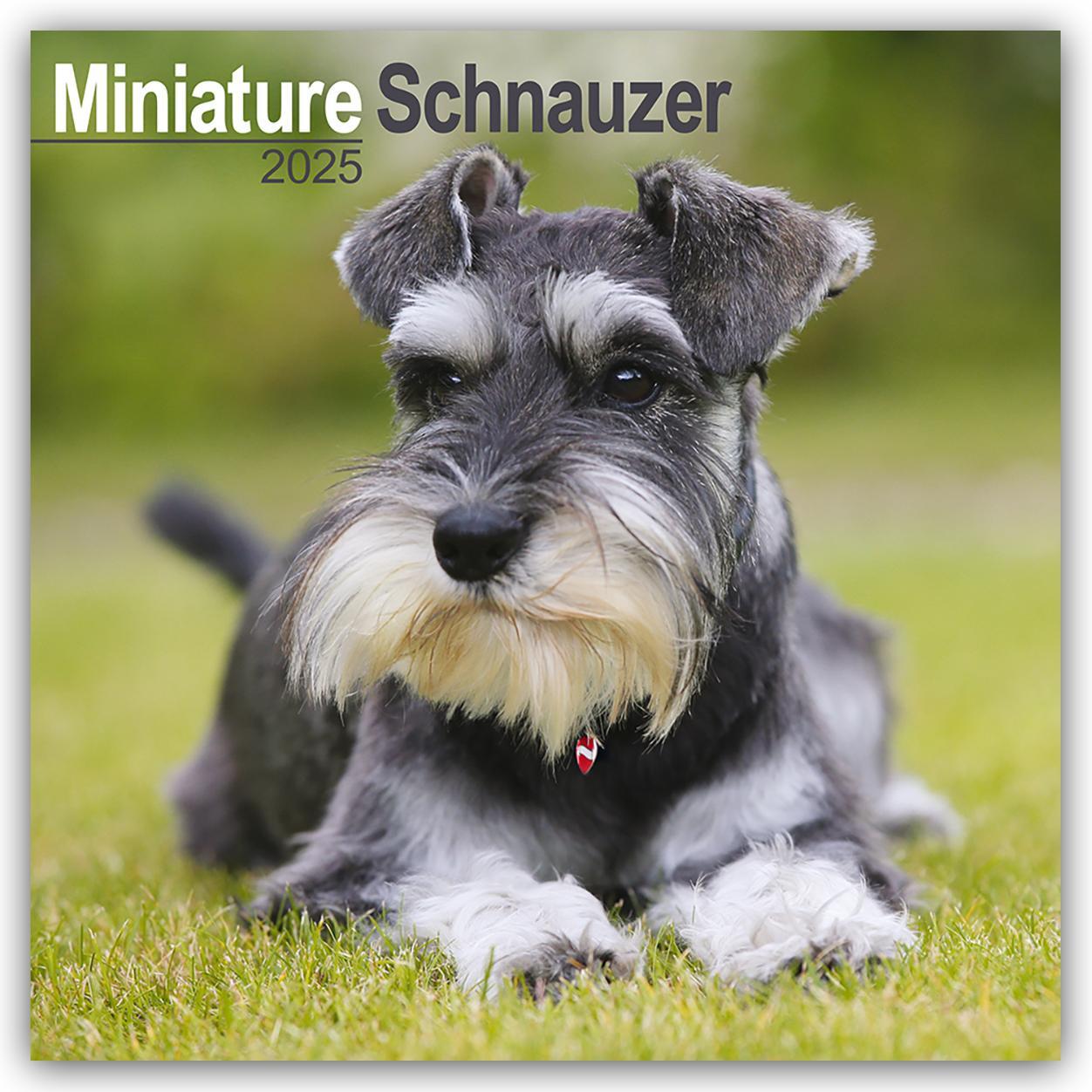 Cover: 9781804603864 | Miniature Schnauzer - Zwergschnauzer 2025 - 16-Monatskalender | Ltd