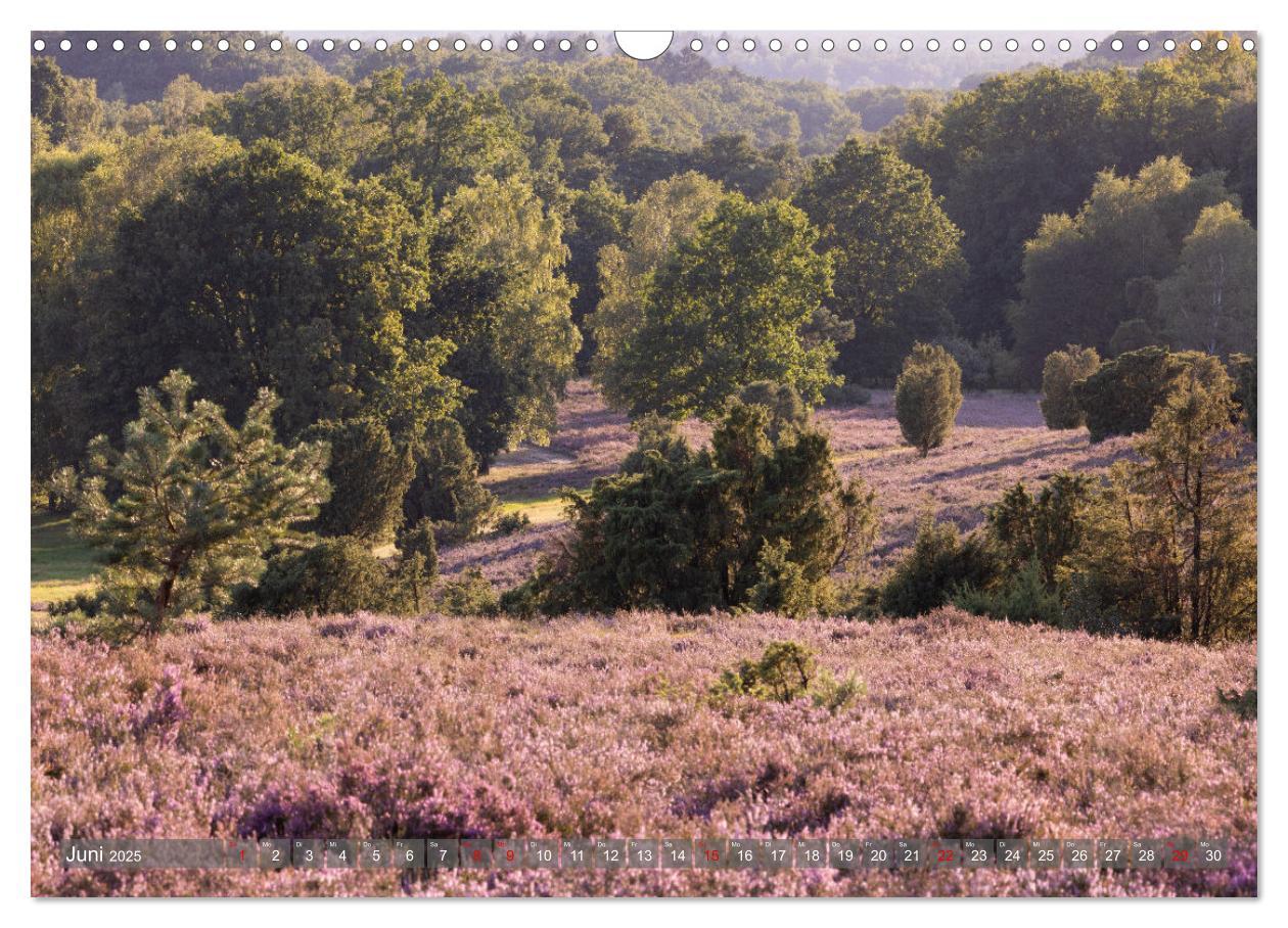 Bild: 9783383851728 | Die Lüneburger Heide - In voller Blüte (Wandkalender 2025 DIN A3...