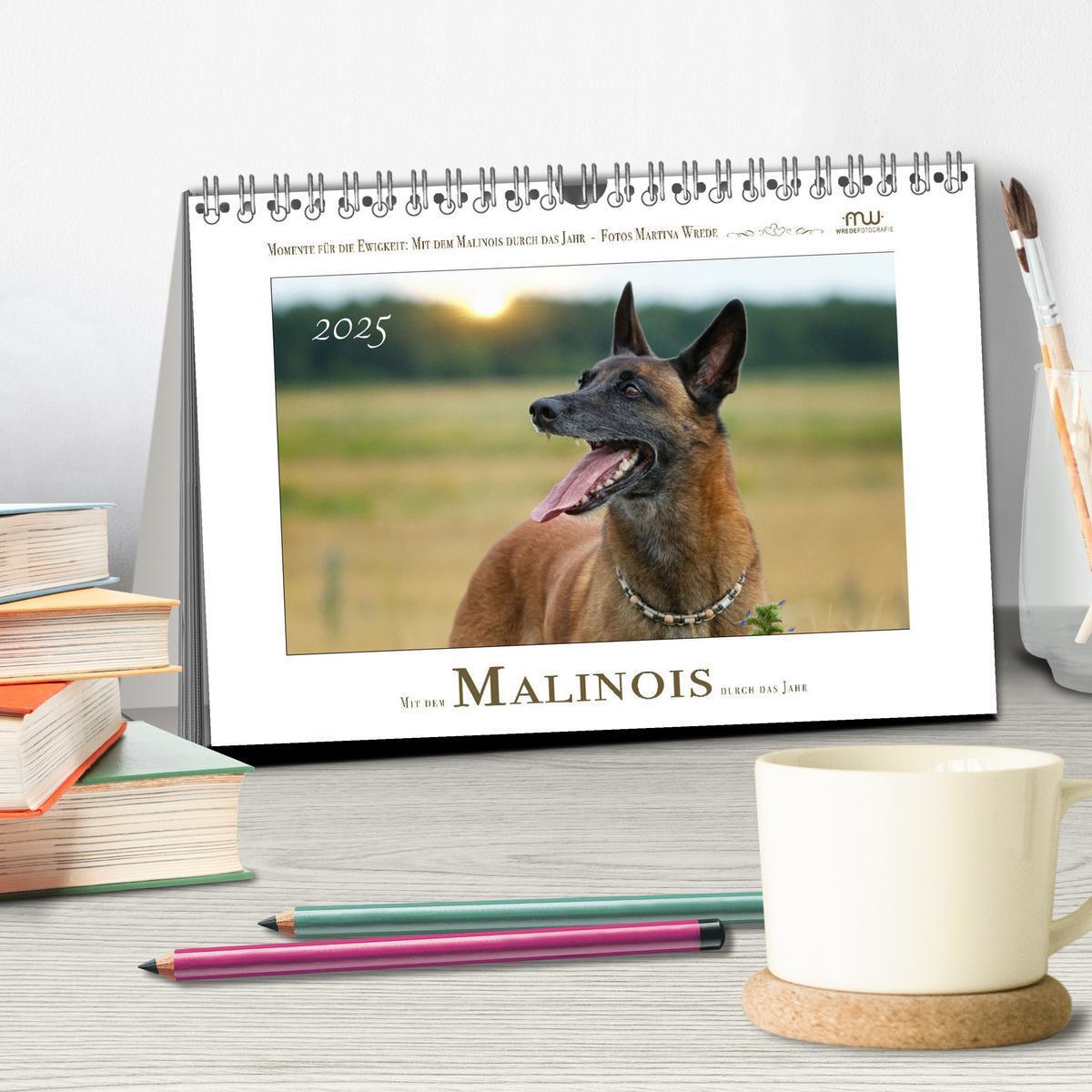 Bild: 9783383798450 | Mit dem Malinois durch das Jahr (Tischkalender 2025 DIN A5 quer),...