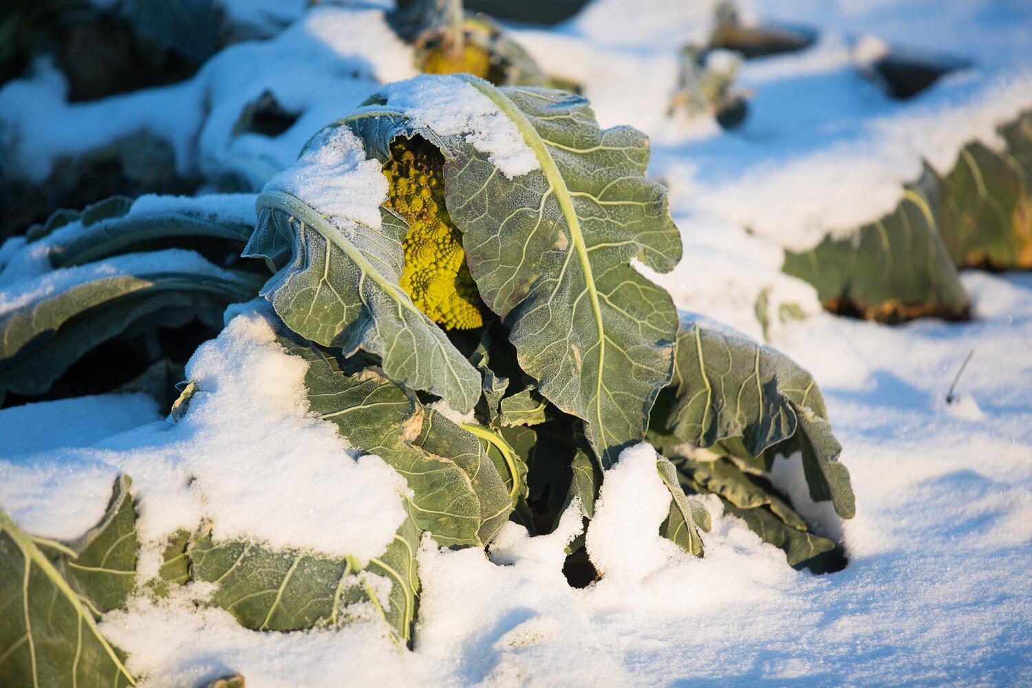 Bild: 9783706625920 | Frisches Gemüse im Winter ernten | Wolfgang Palme | Buch | 384 S.