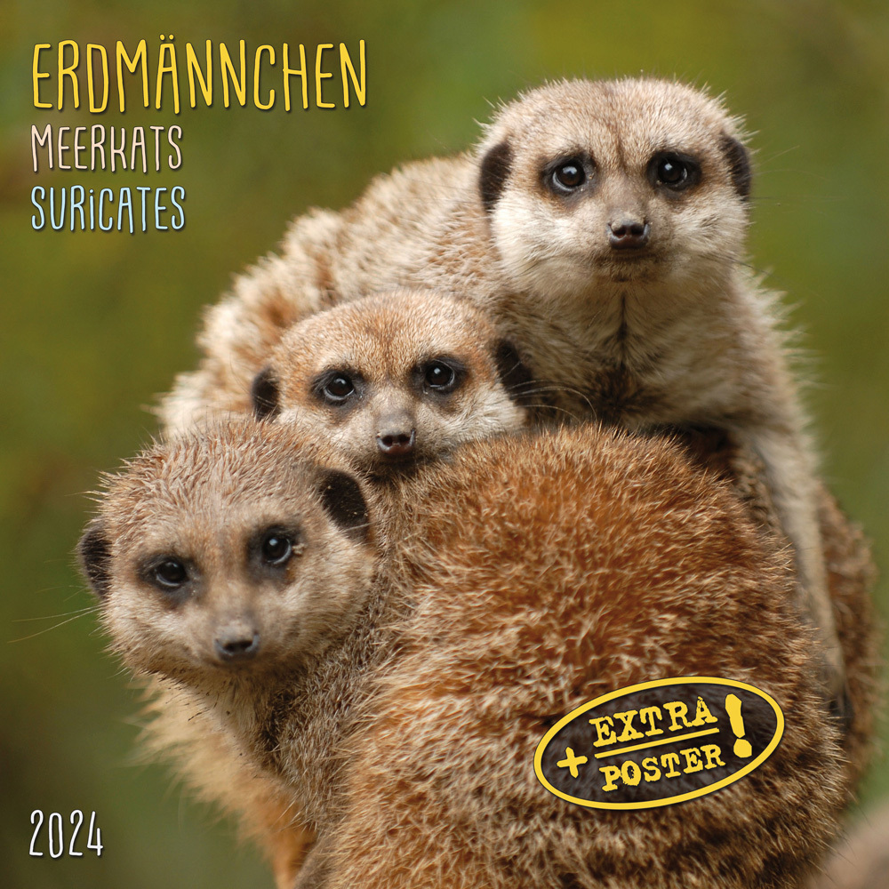 Cover: 9783959293389 | Meerkats/Erdmännchen 2024 | Kalender 2024 | Kalender | Drahtheftung