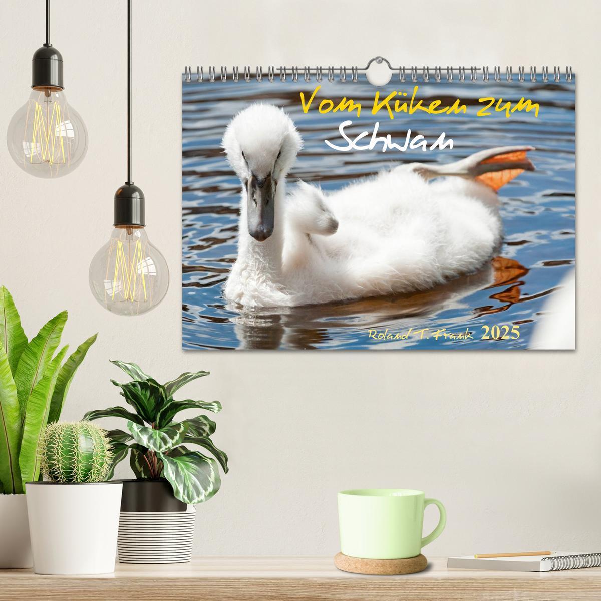 Bild: 9783435651313 | Vom Küken zum Schwan (Wandkalender 2025 DIN A4 quer), CALVENDO...