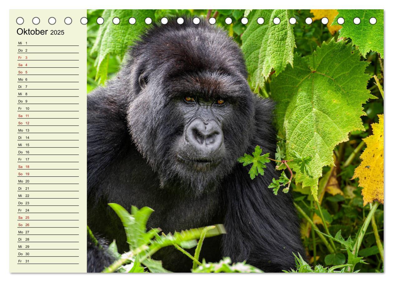 Bild: 9783435118489 | Berggorillas im Herzen Afrikas (Tischkalender 2025 DIN A5 quer),...