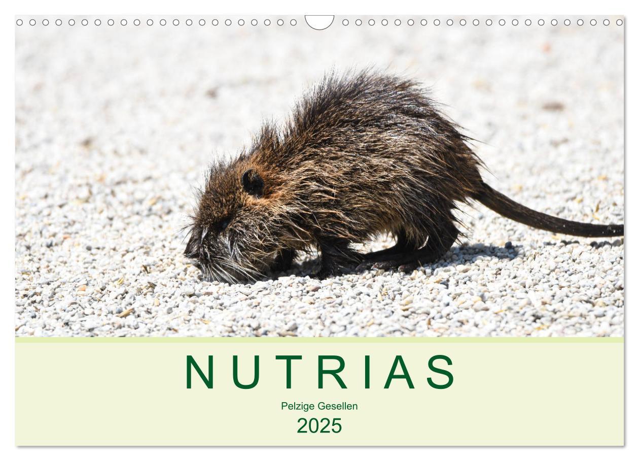 Cover: 9783435117727 | NUTRIAS - Pelzige Gesellen (Wandkalender 2025 DIN A3 quer),...