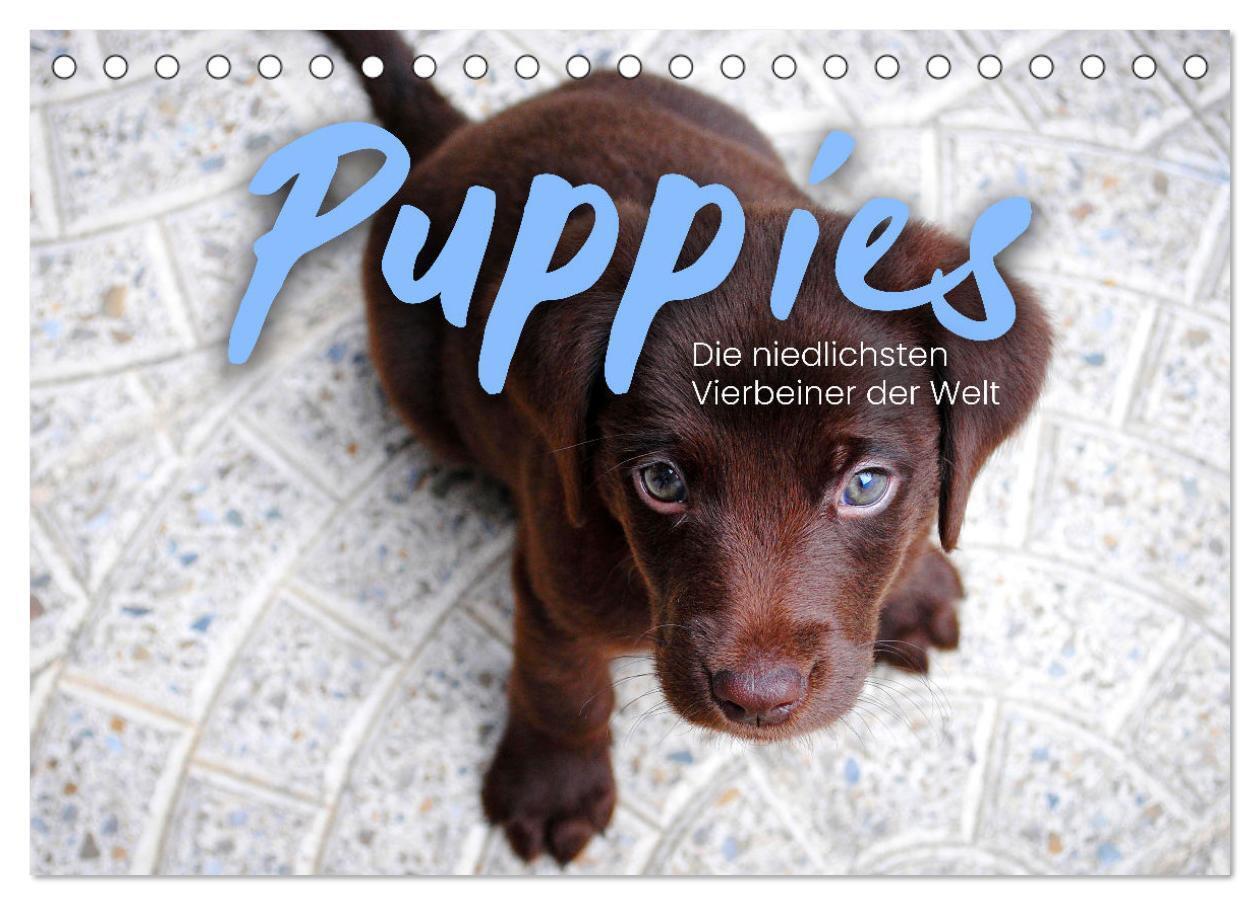 Cover: 9783675643239 | Puppies - Die niedlichsten Vierbeiner der Welt. (Tischkalender 2024...