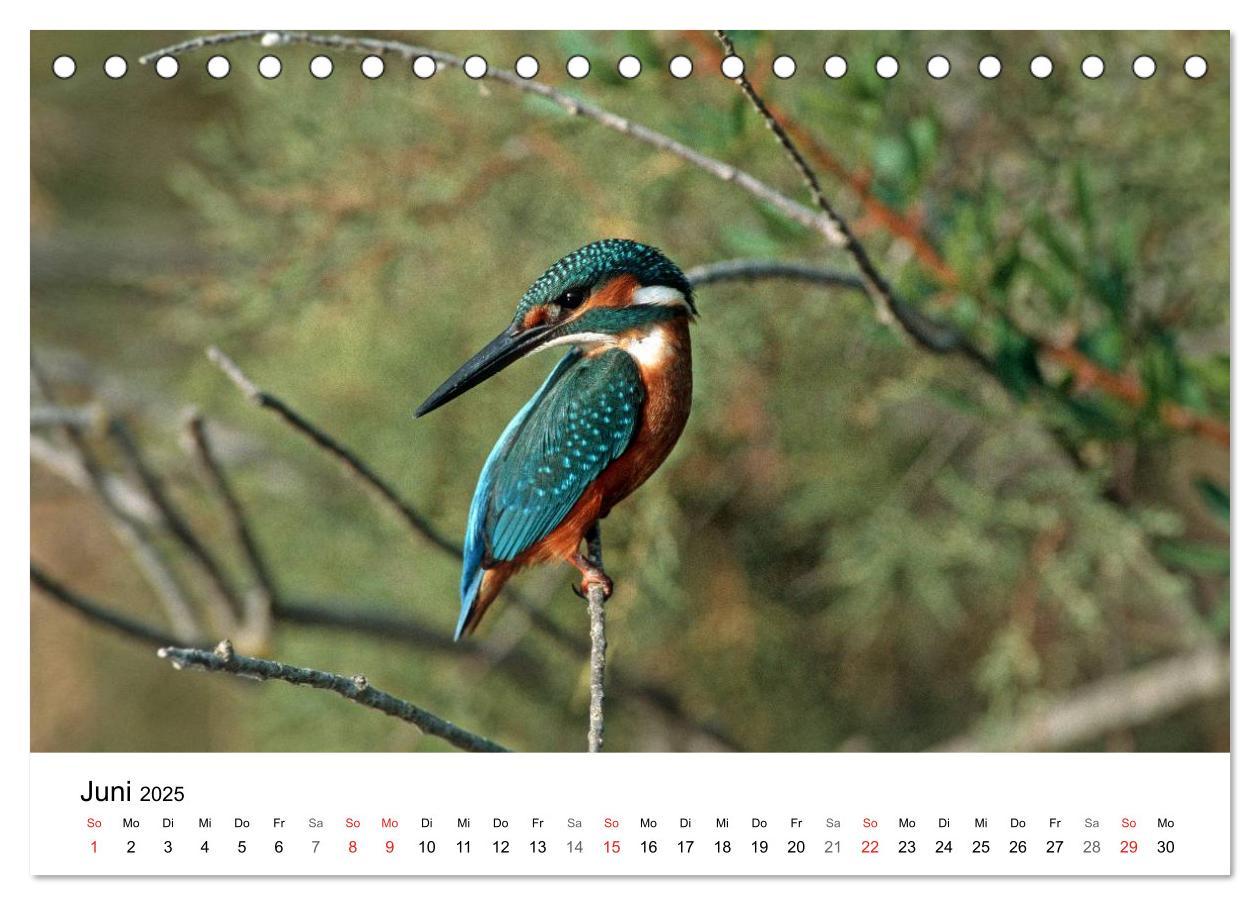 Bild: 9783435679072 | Heimische Tierwelt (Tischkalender 2025 DIN A5 quer), CALVENDO...