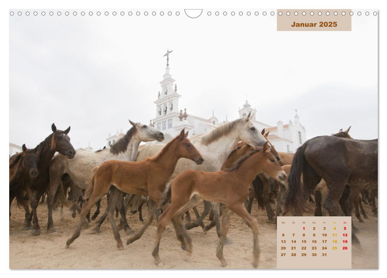 Bild: 9783435105540 | Pferde - Andalusiens wilder Westen (Wandkalender 2025 DIN A3 quer),...