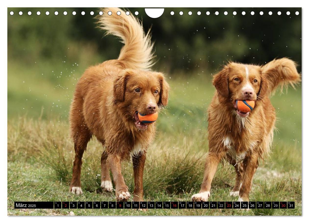 Bild: 9783435569663 | Nova Scotia Duck Tolling Retriever (Wandkalender 2025 DIN A4 quer),...