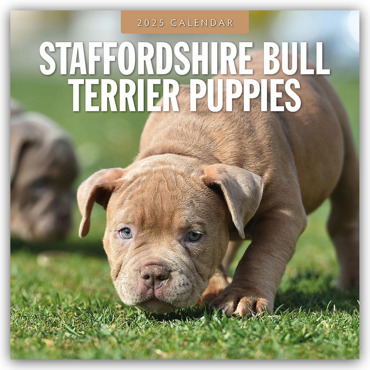 Cover: 9781804425145 | Staffordshire Bull Terrier Puppies - Staffordshire Bullterrier...