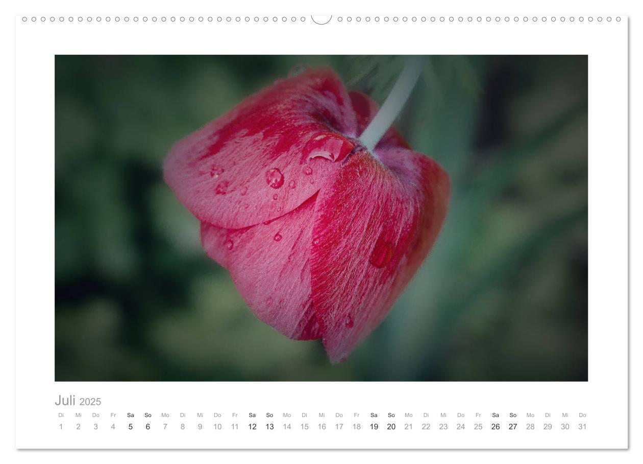 Bild: 9783435458035 | Blumen zart und schön (Wandkalender 2025 DIN A2 quer), CALVENDO...