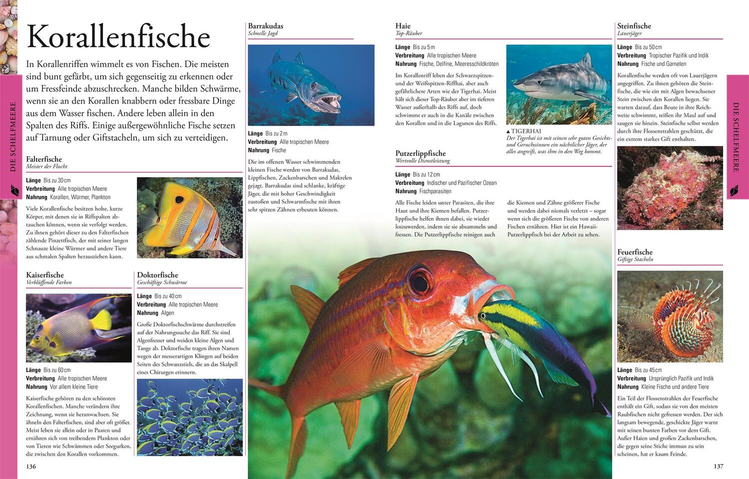 Bild: 9783831032099 | Ozeane für clevere Kids | Buch | 256 S. | Deutsch | 2017