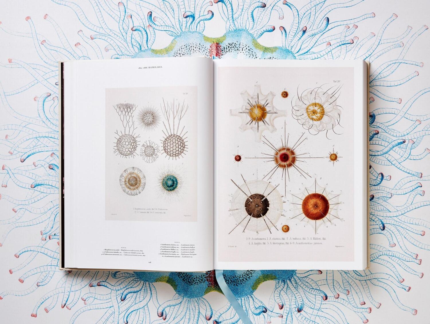 Bild: 9783836526463 | The Art and Science of Ernst Haeckel | Julia Voss (u. a.) | Buch