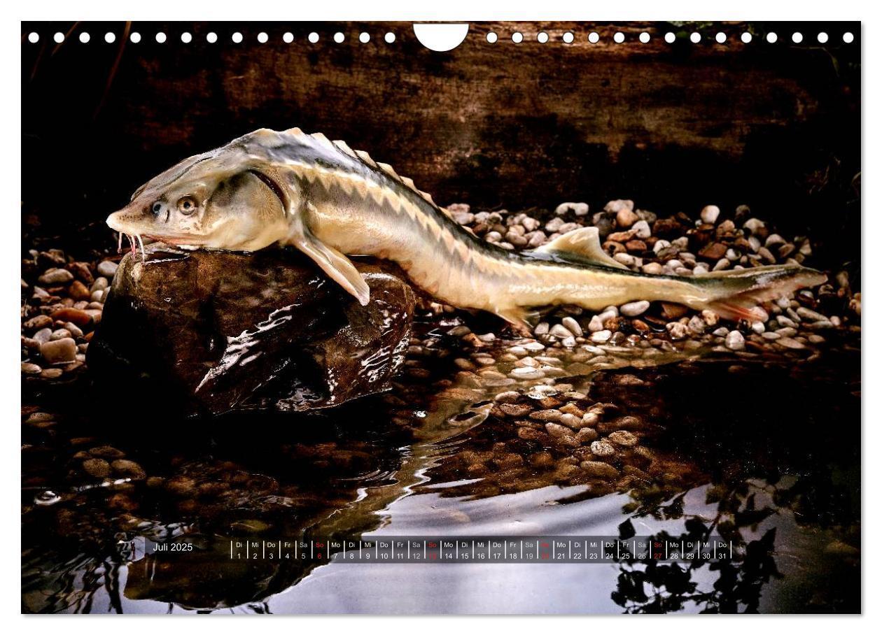 Bild: 9783435499090 | UNSER FISCH. SÜßWASSER. (Wandkalender 2025 DIN A4 quer), CALVENDO...